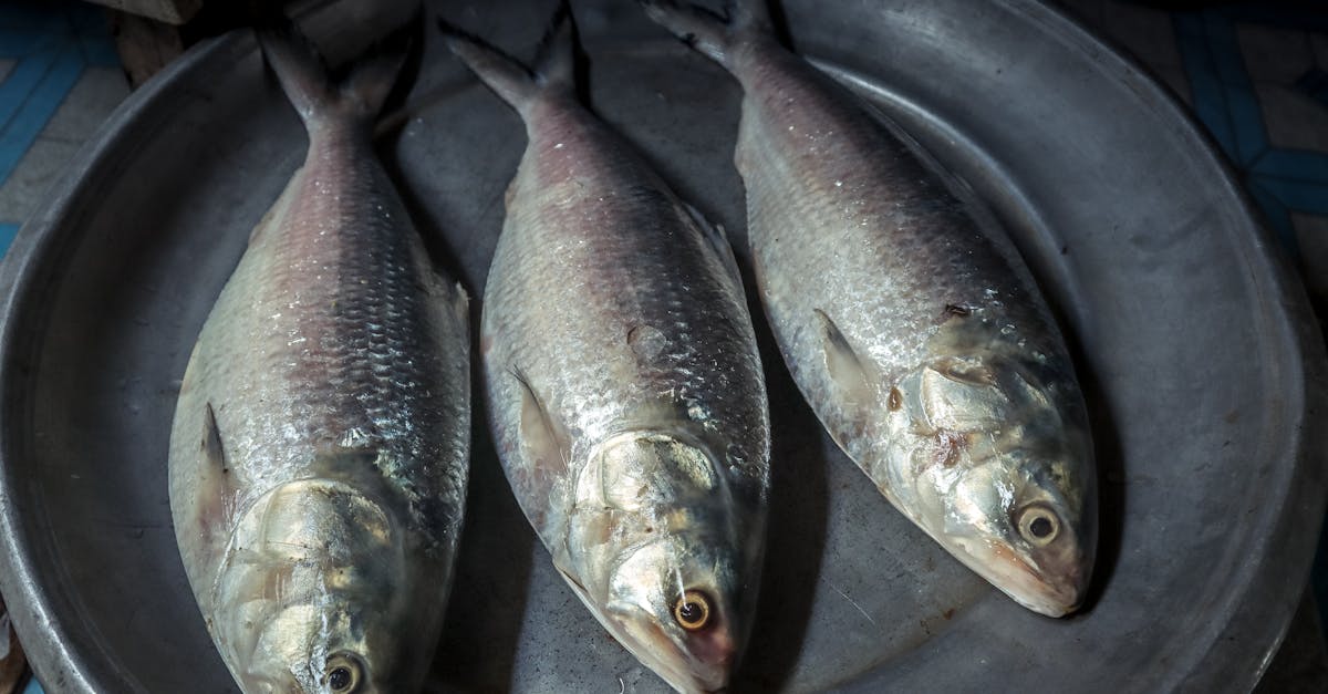 découvrez le maquereau, un poisson savoureux et nutritif, riche en oméga-3. apprenez des recettes délicieuses pour le cuisiner, ainsi que ses bienfaits pour la santé et son importance dans la cuisine française.